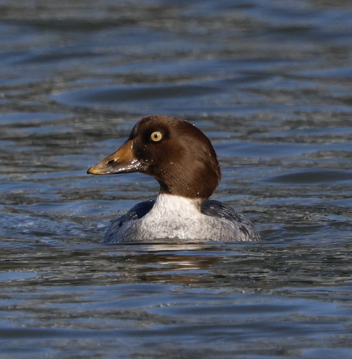 Common Goldeneye - ML646823724
