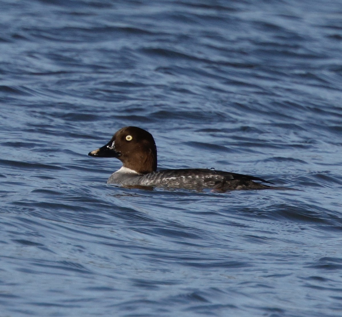 Common Goldeneye - ML646823725