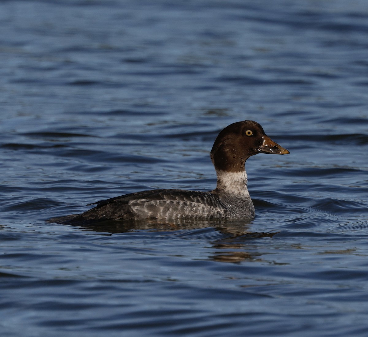 Common Goldeneye - ML646823727