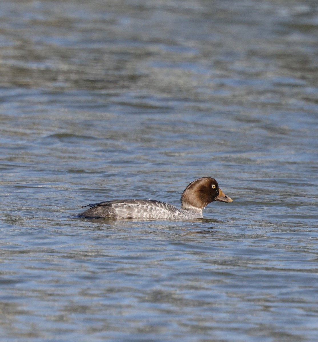 Common Goldeneye - ML646823730