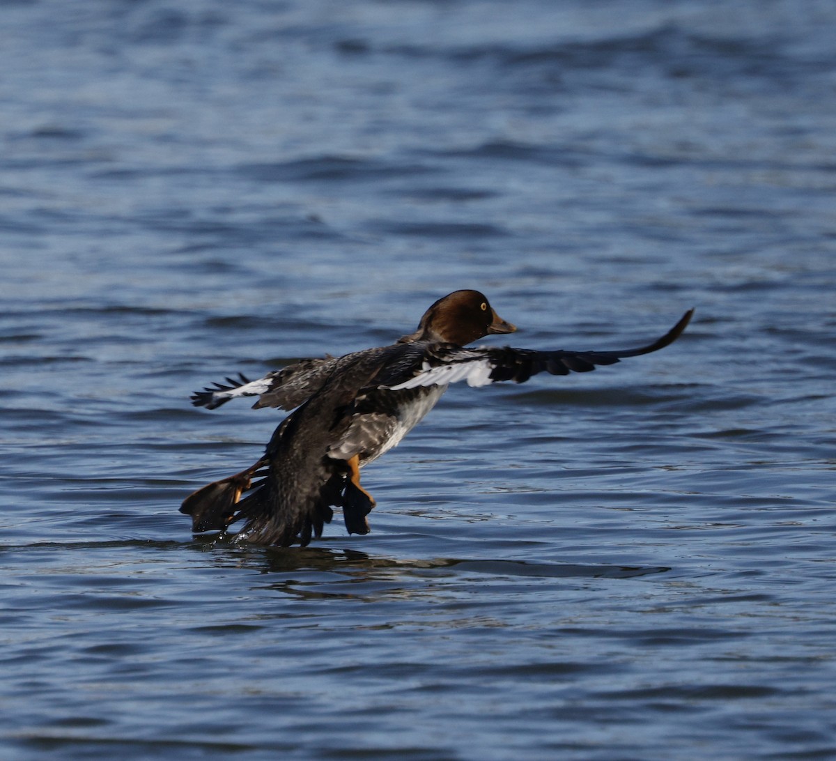 Common Goldeneye - ML646823732