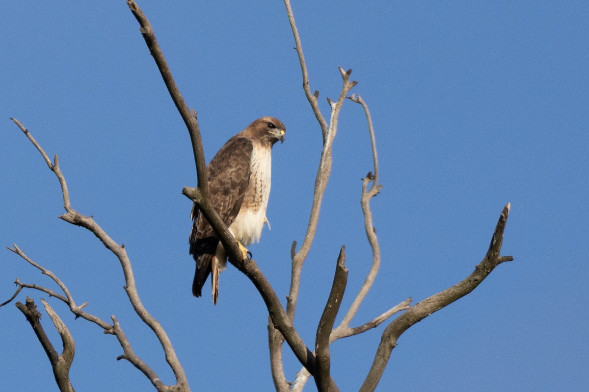 Red-tailed Hawk - ML646823733