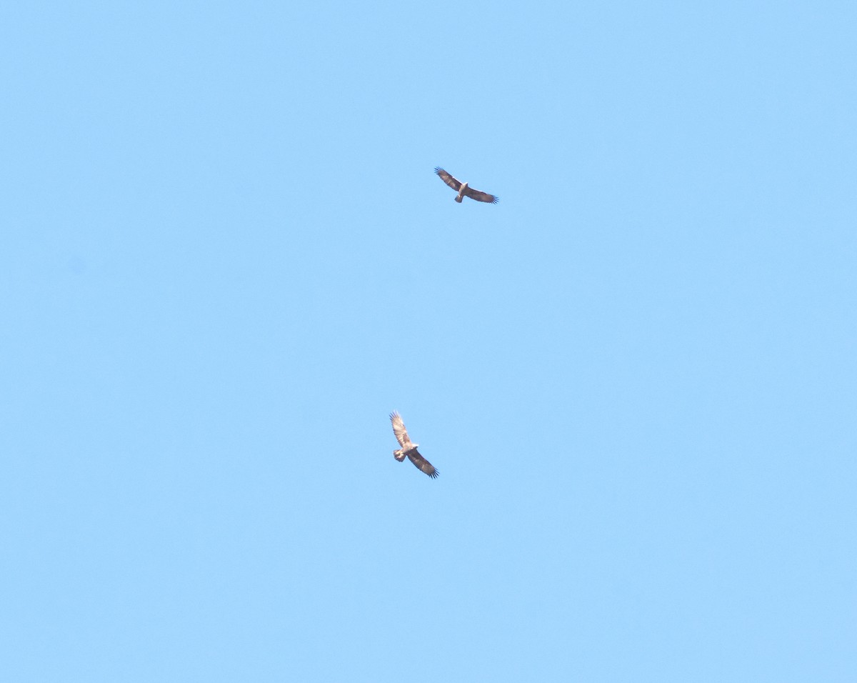 Golden Eagle - ML646823734