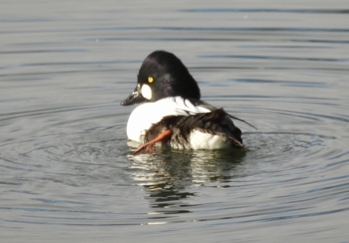 Common Goldeneye - ML646823735