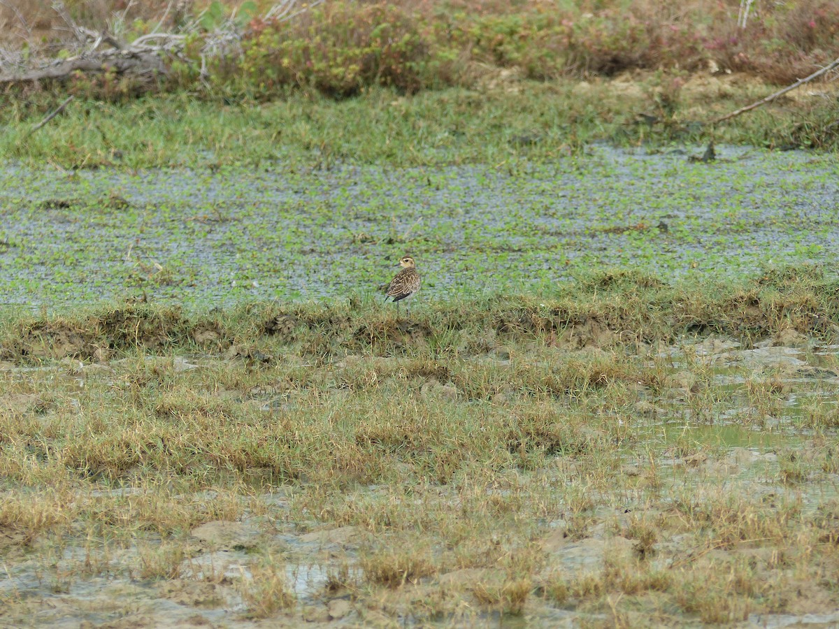 Pluvier fauve - ML646823736