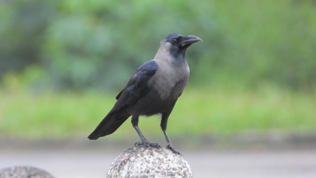 House Crow - ML646823737