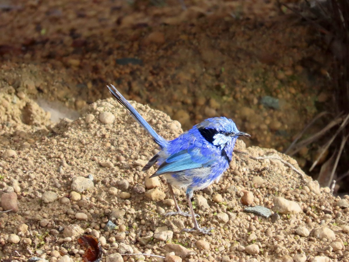 Splendid Fairywren - ML646823738