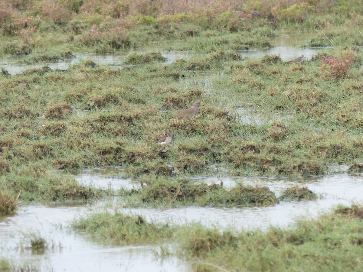 Vanneau à tête grise - ML646823740
