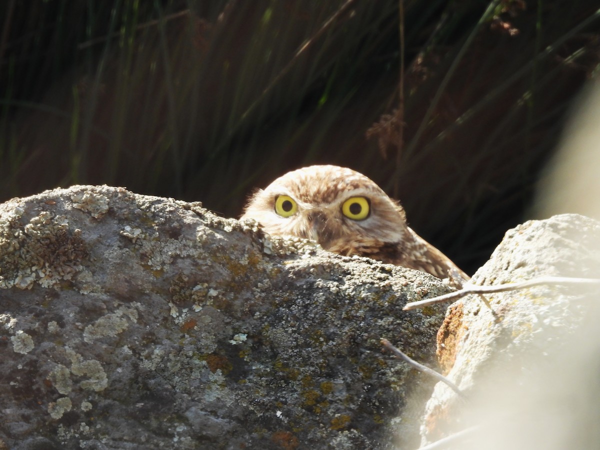 Кроличий сыч - ML646823749