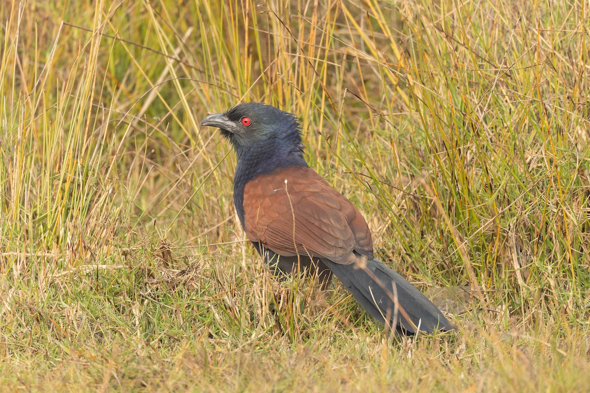 Greater Coucal - ML646823752