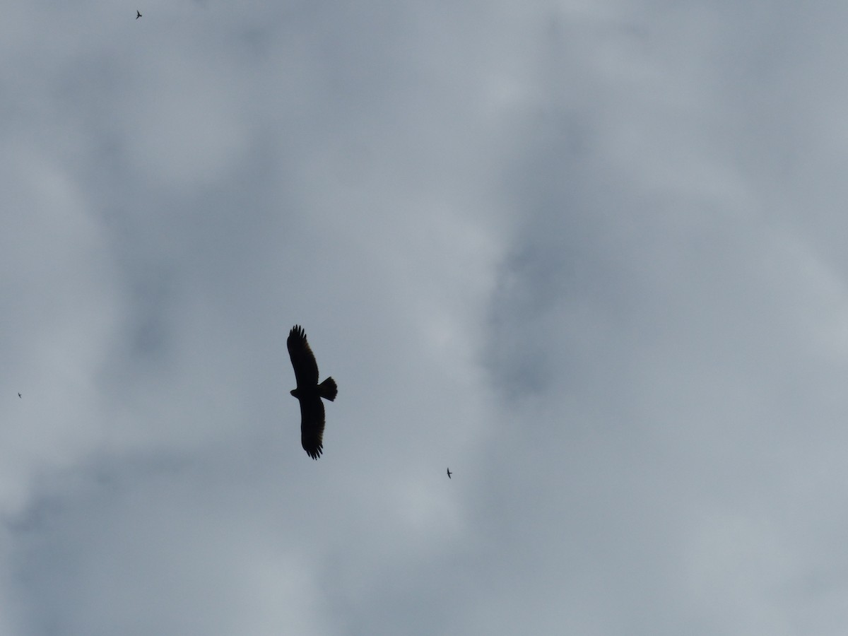 Aigle criard - ML646823754