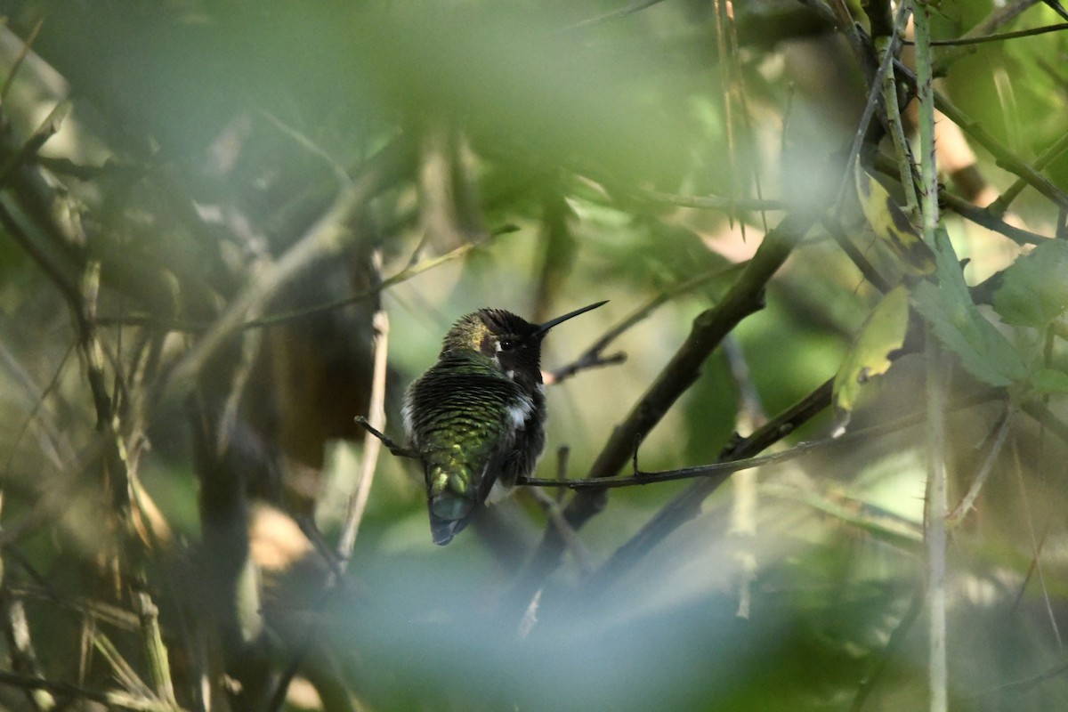 Anna's Hummingbird - ML646823755