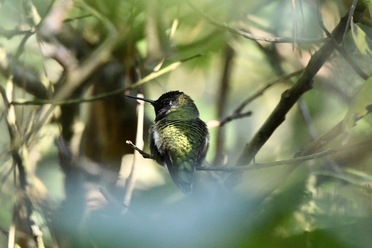 Anna's Hummingbird - ML646823758