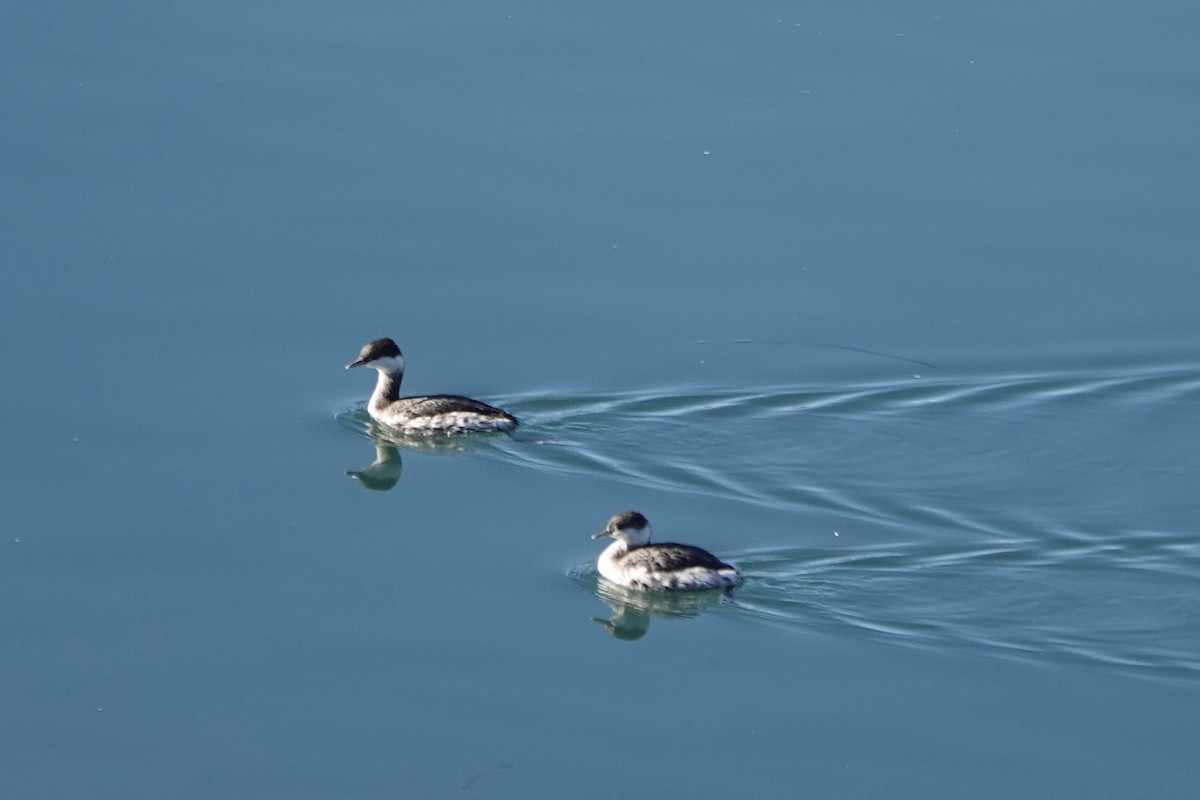 Horned Grebe - ML646823760