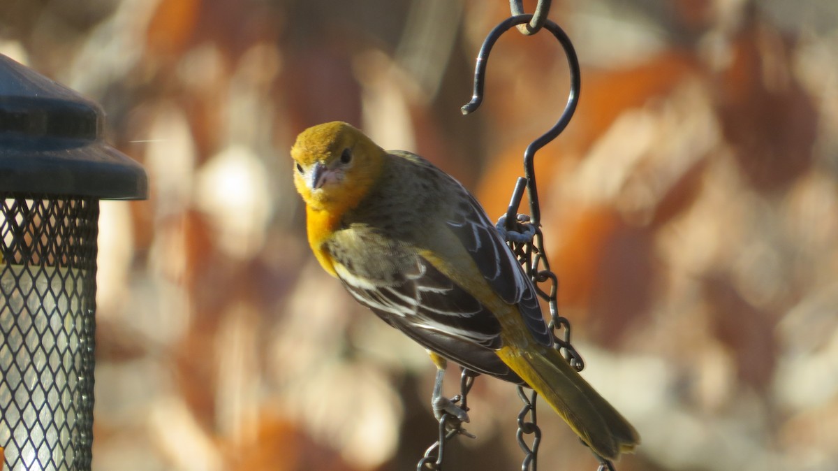 Baltimore Oriole - ML646823761