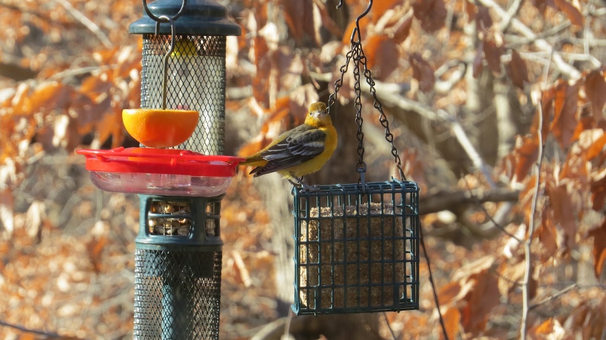 Baltimore Oriole - ML646823762