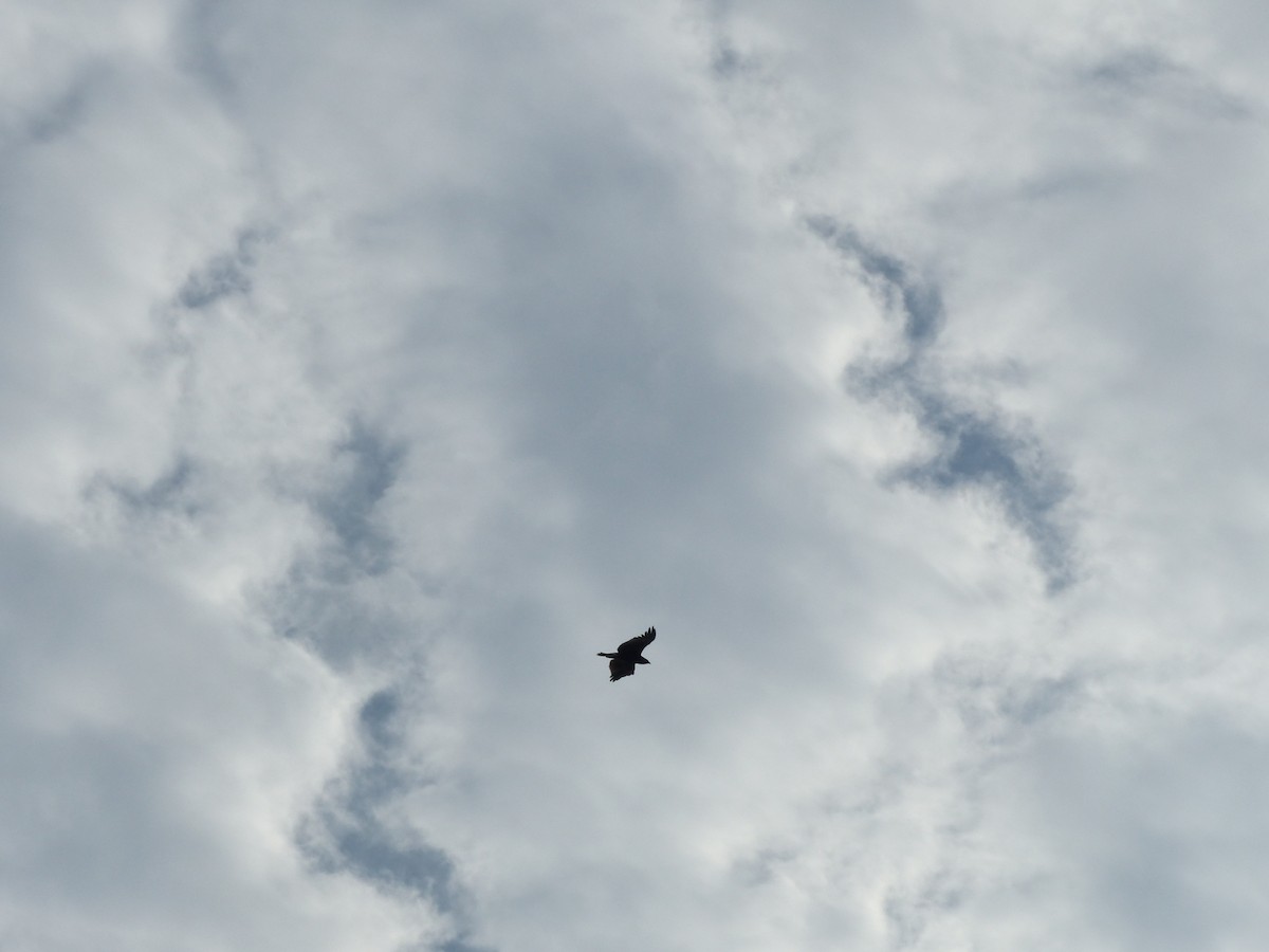 Aigle criard - ML646823763