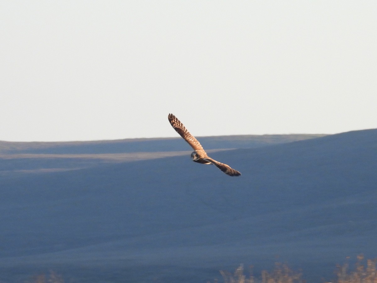 Болотная сова - ML646823765
