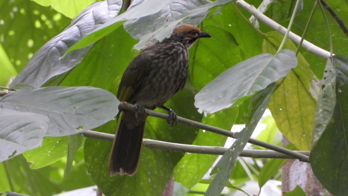 Straw-headed Bulbul - ML646823767
