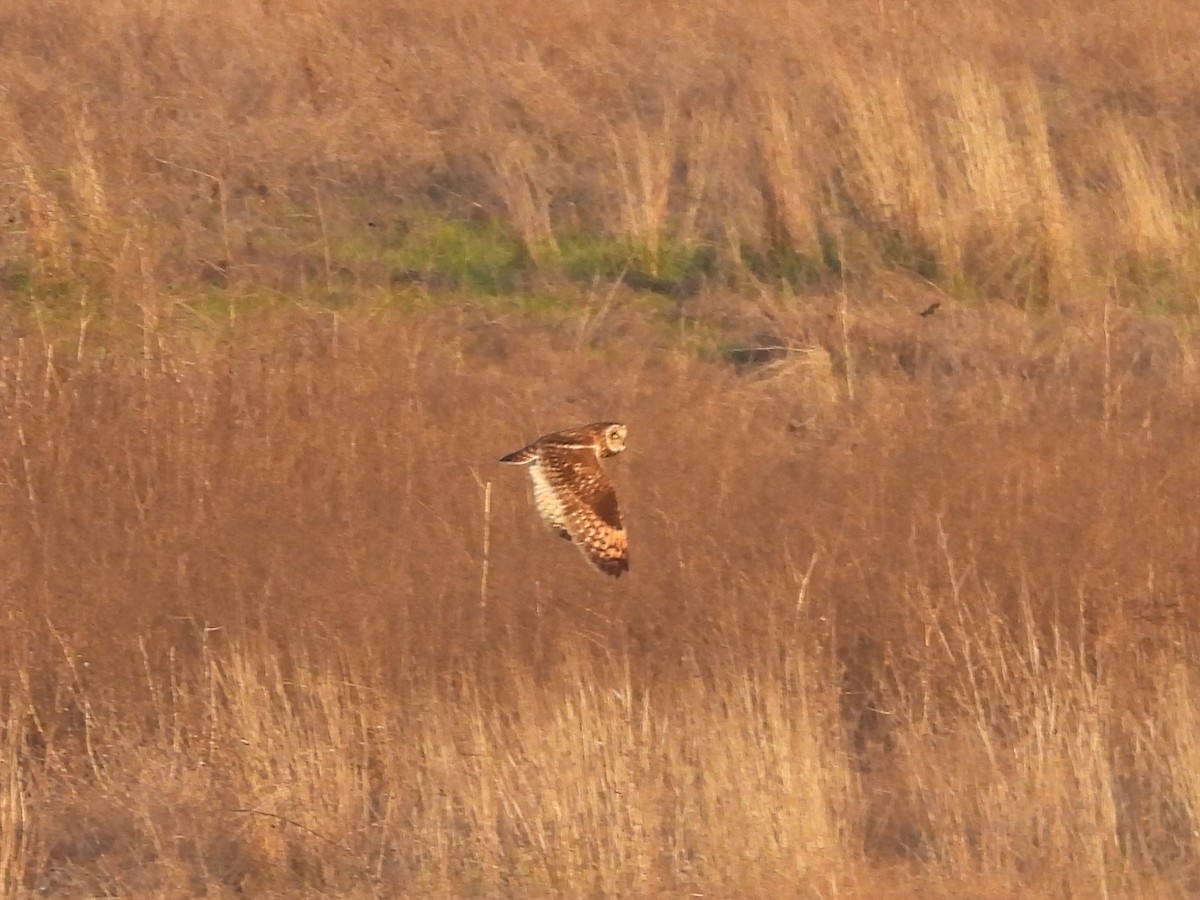 Болотная сова - ML646823770