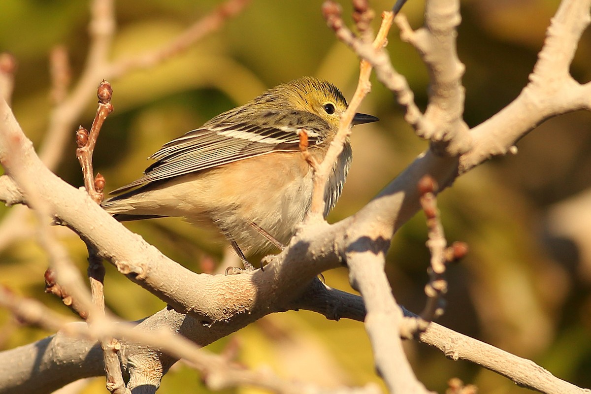 Braunkehl-Waldsänger - ML646823772