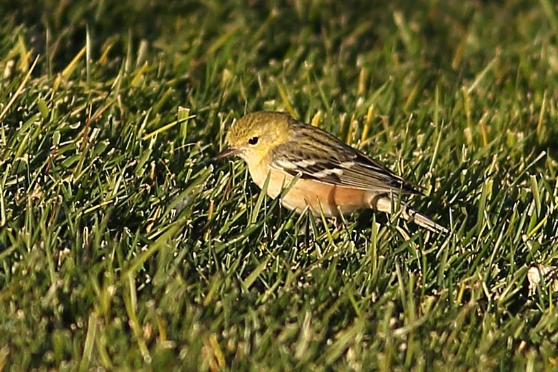 Braunkehl-Waldsänger - ML646823773