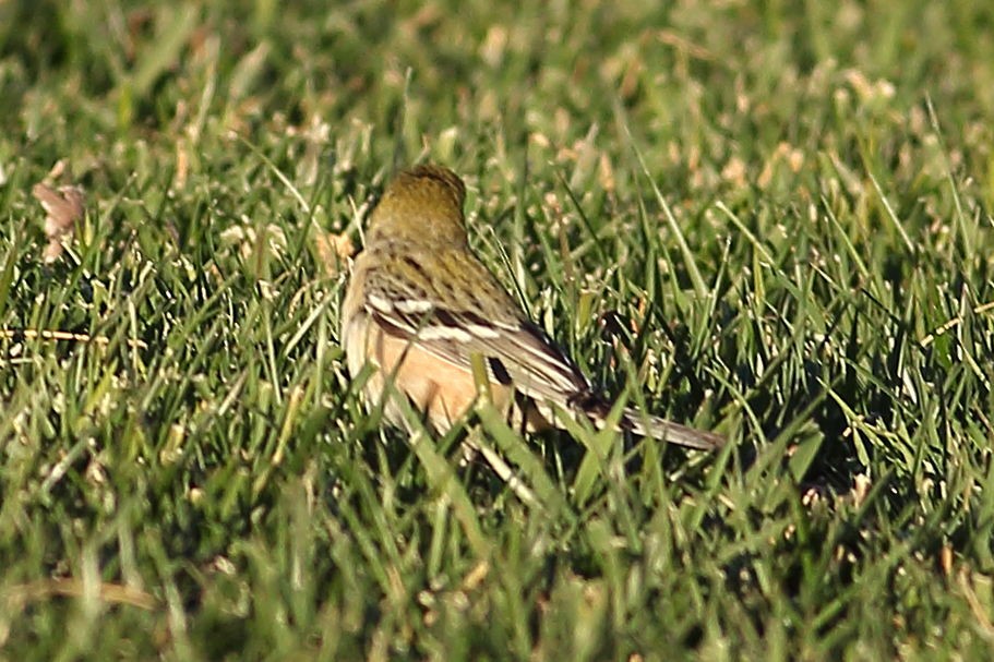 Braunkehl-Waldsänger - ML646823774