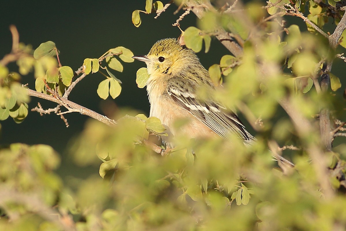 Braunkehl-Waldsänger - ML646823775