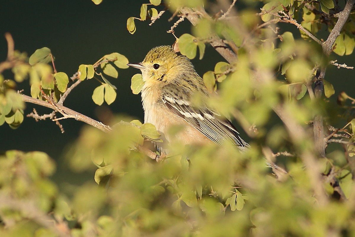 Braunkehl-Waldsänger - ML646823776