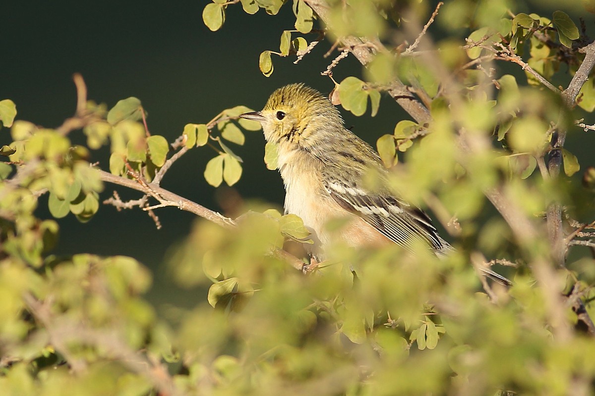 Braunkehl-Waldsänger - ML646823777