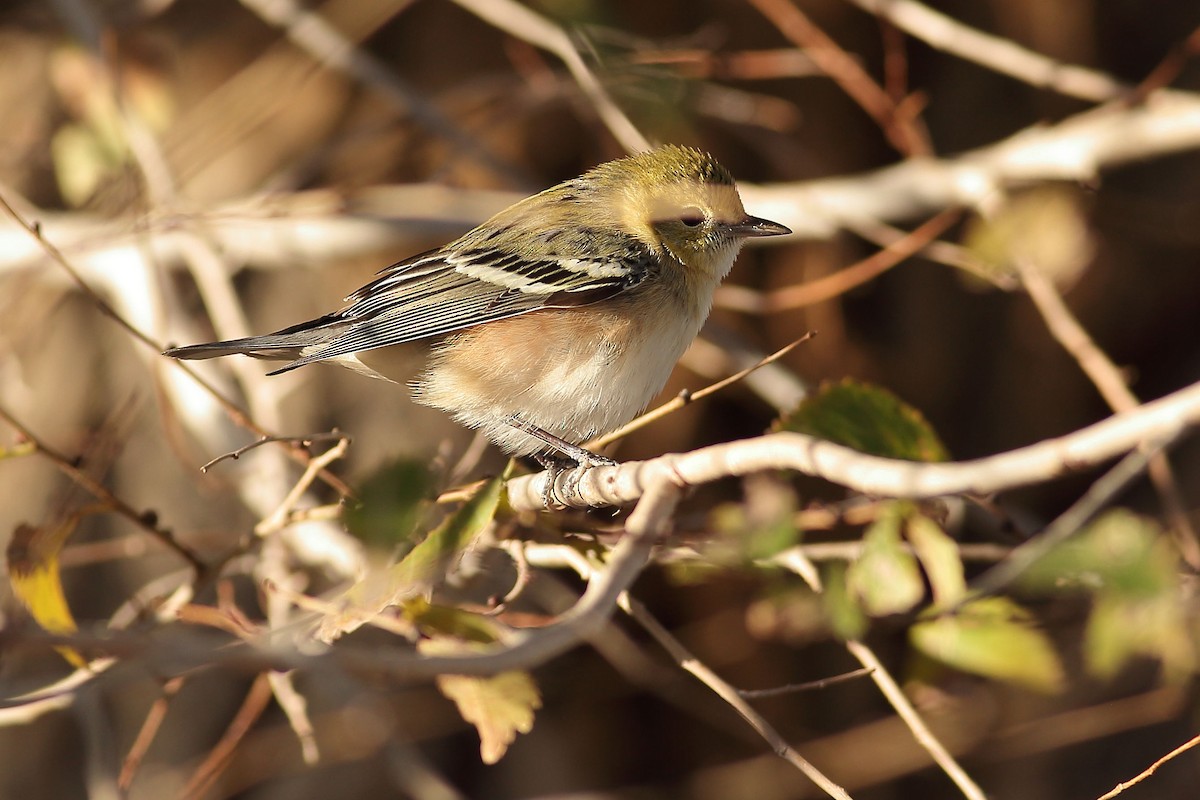 Braunkehl-Waldsänger - ML646823778