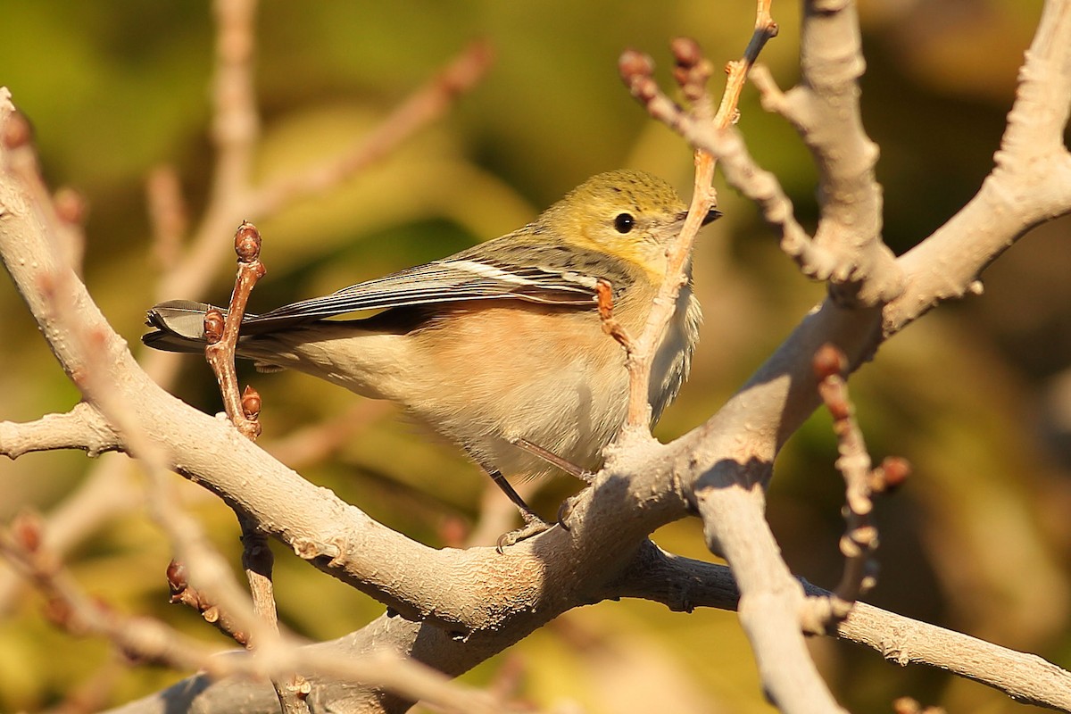 Braunkehl-Waldsänger - ML646823779