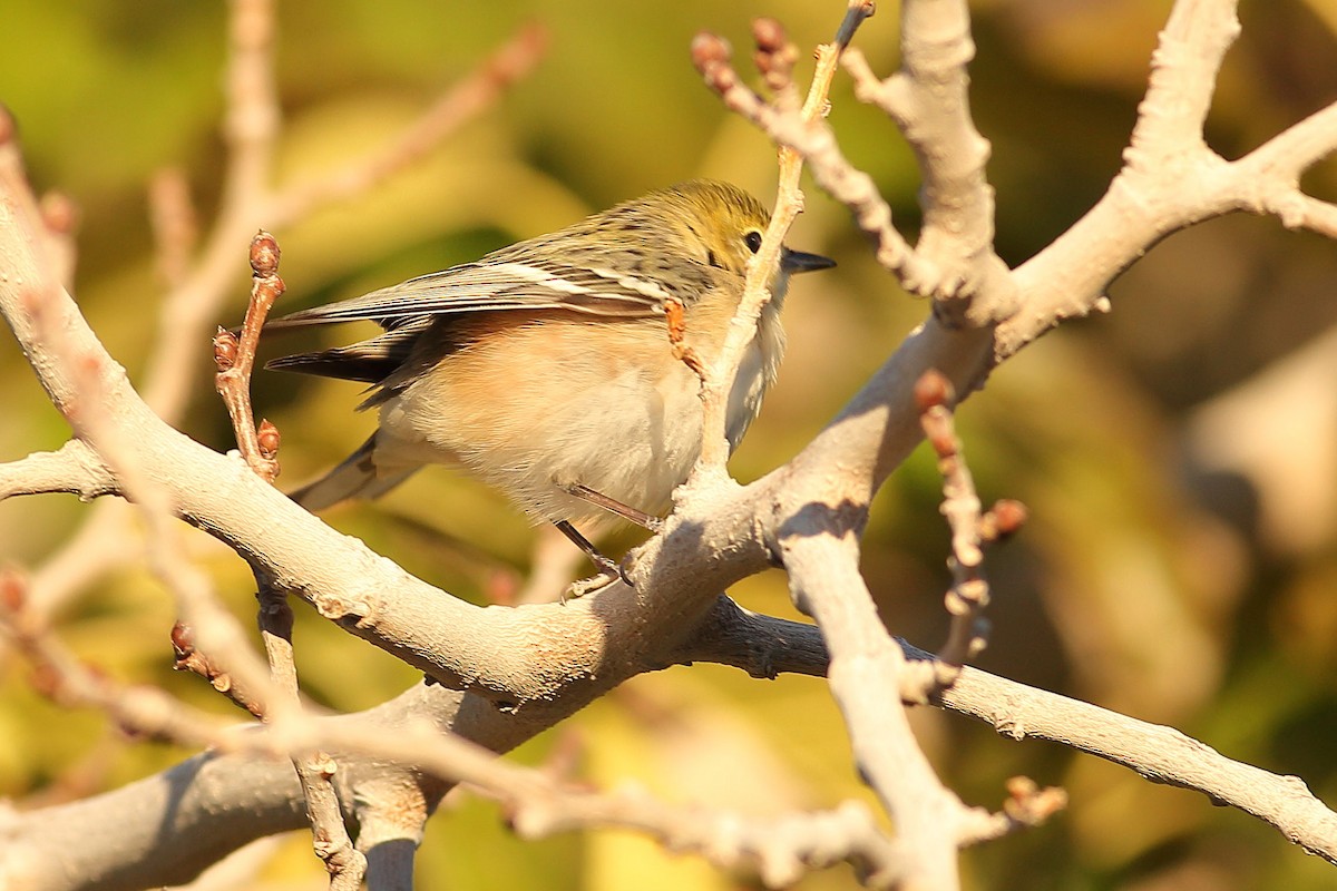 Braunkehl-Waldsänger - ML646823780