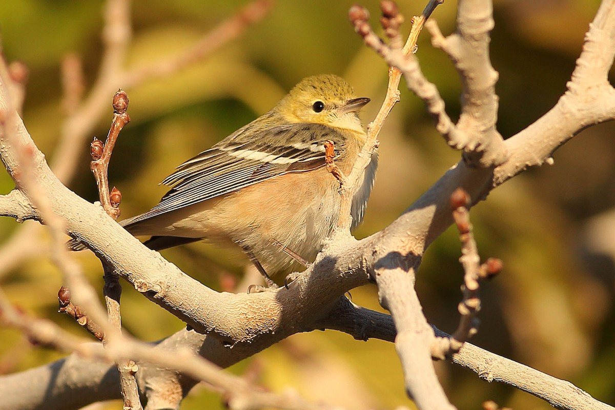 Braunkehl-Waldsänger - ML646823781