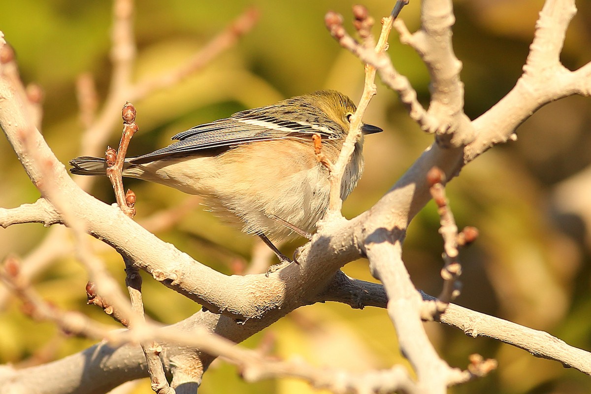 Braunkehl-Waldsänger - ML646823782