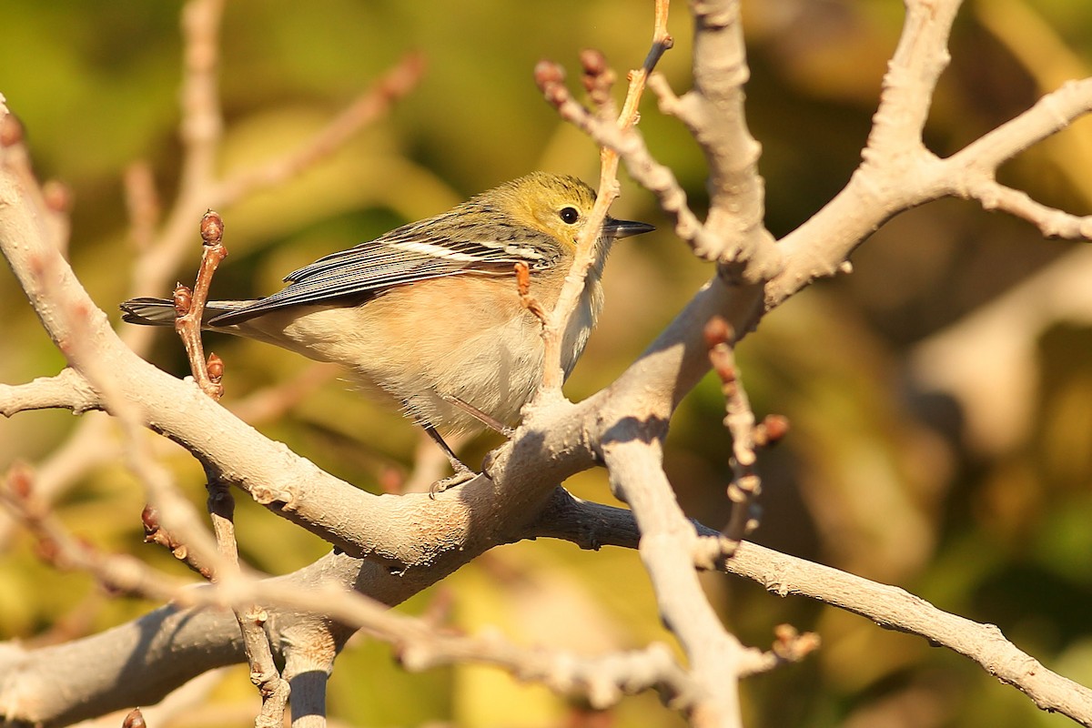 Braunkehl-Waldsänger - ML646823783