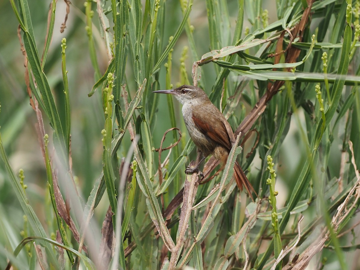 ヌマカマドドリ - ML646823786