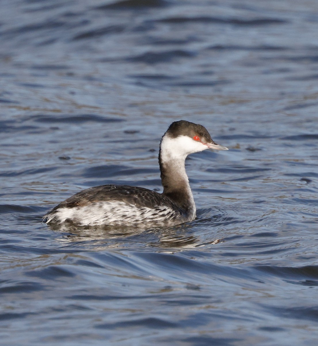 ミミカイツブリ - ML646823787