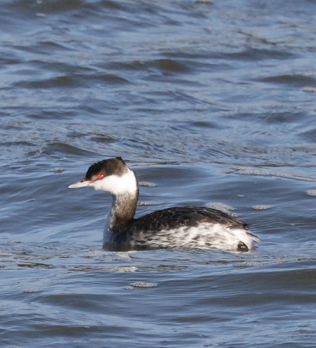 ミミカイツブリ - ML646823788