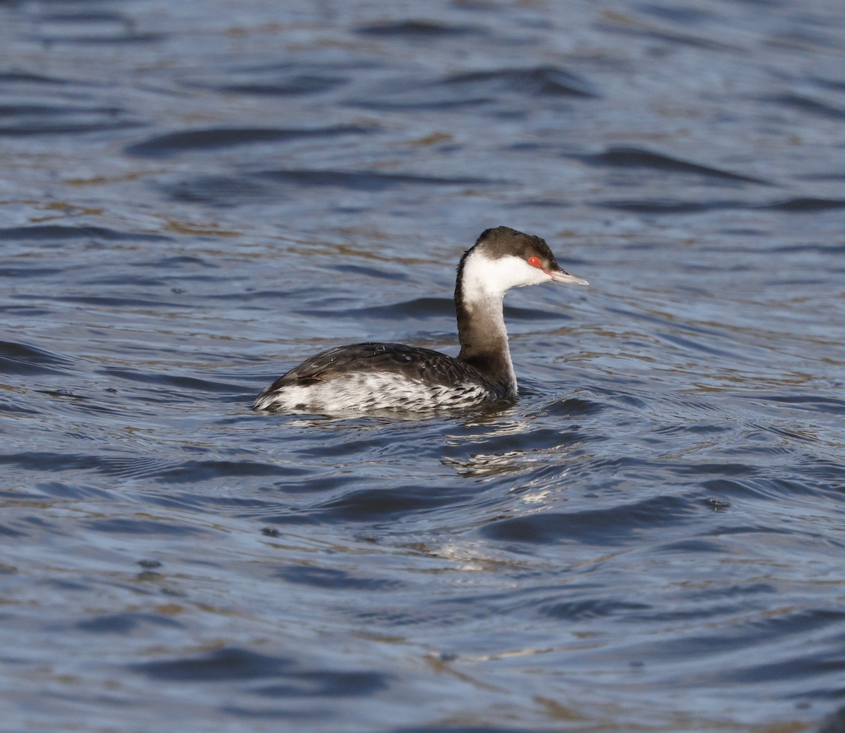 ミミカイツブリ - ML646823789