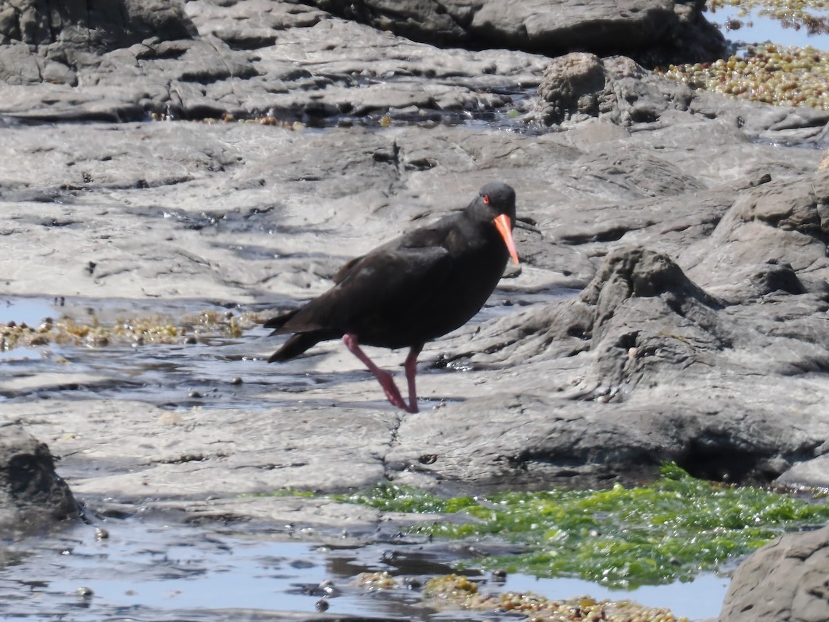 ニュージーランドミヤコドリ - ML646823790