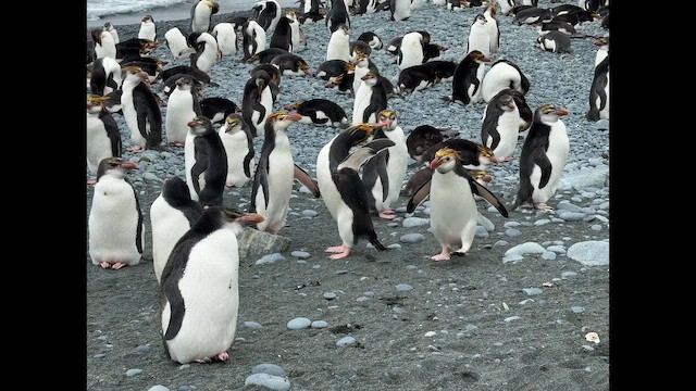 Royal Penguin - ML646823791