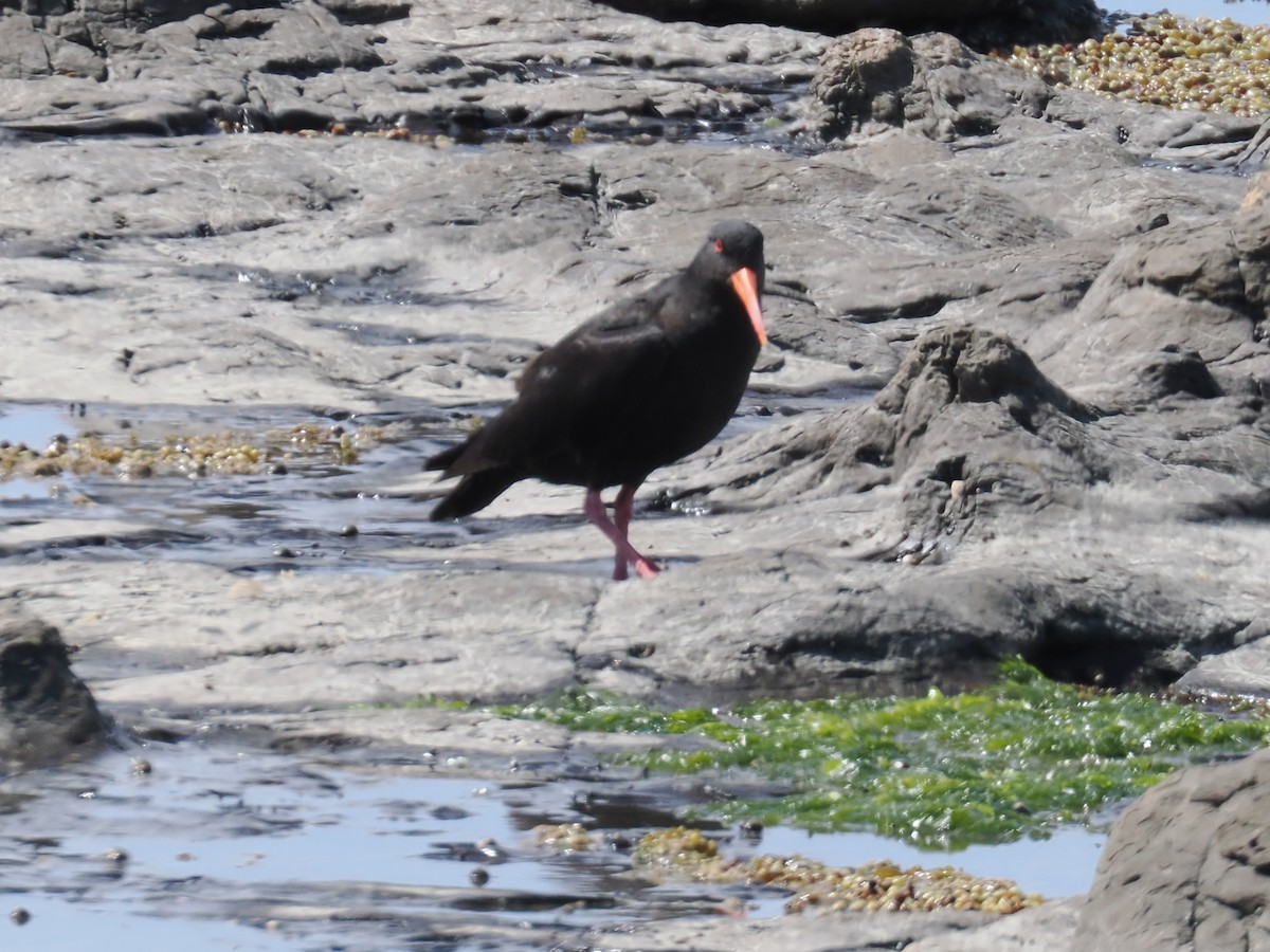 ニュージーランドミヤコドリ - ML646823792