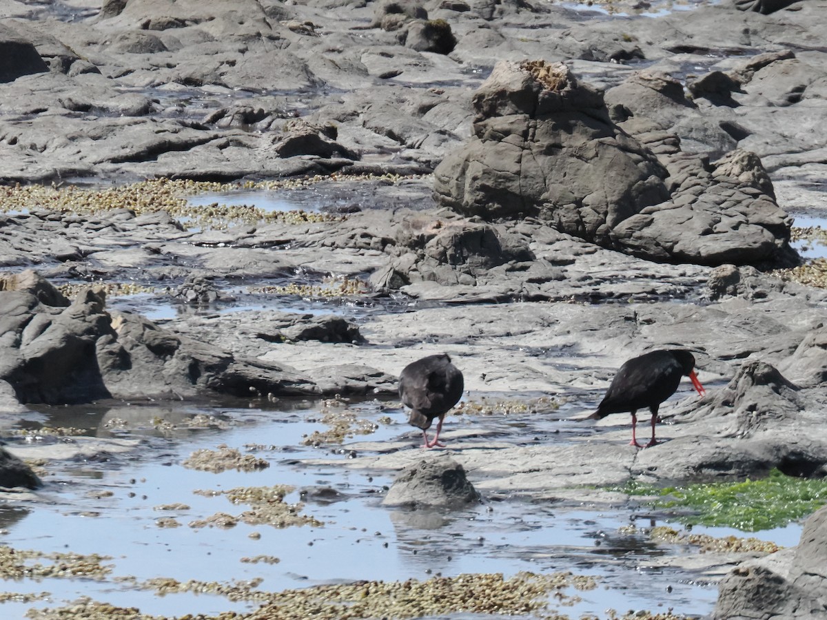 ニュージーランドミヤコドリ - ML646823793