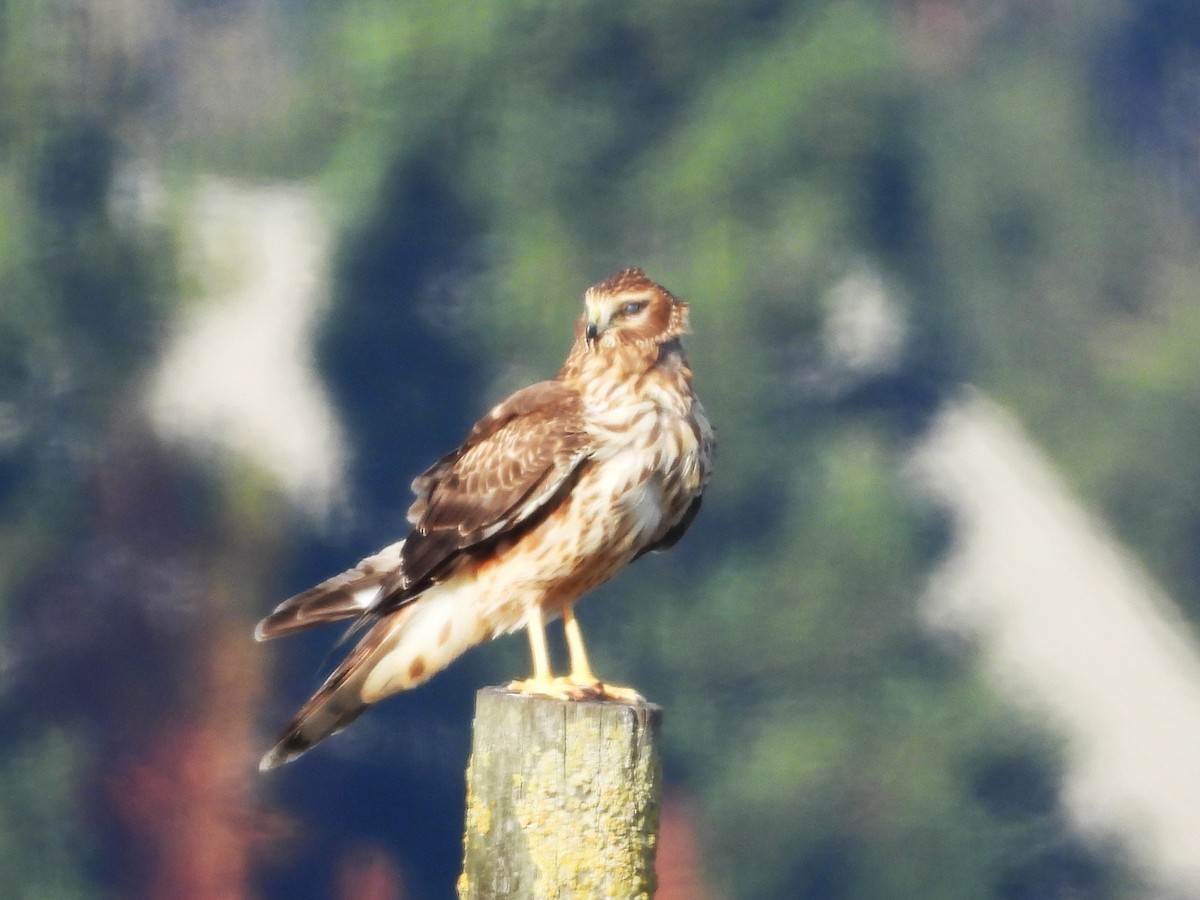 アメリカハイイロチュウヒ - ML646823794