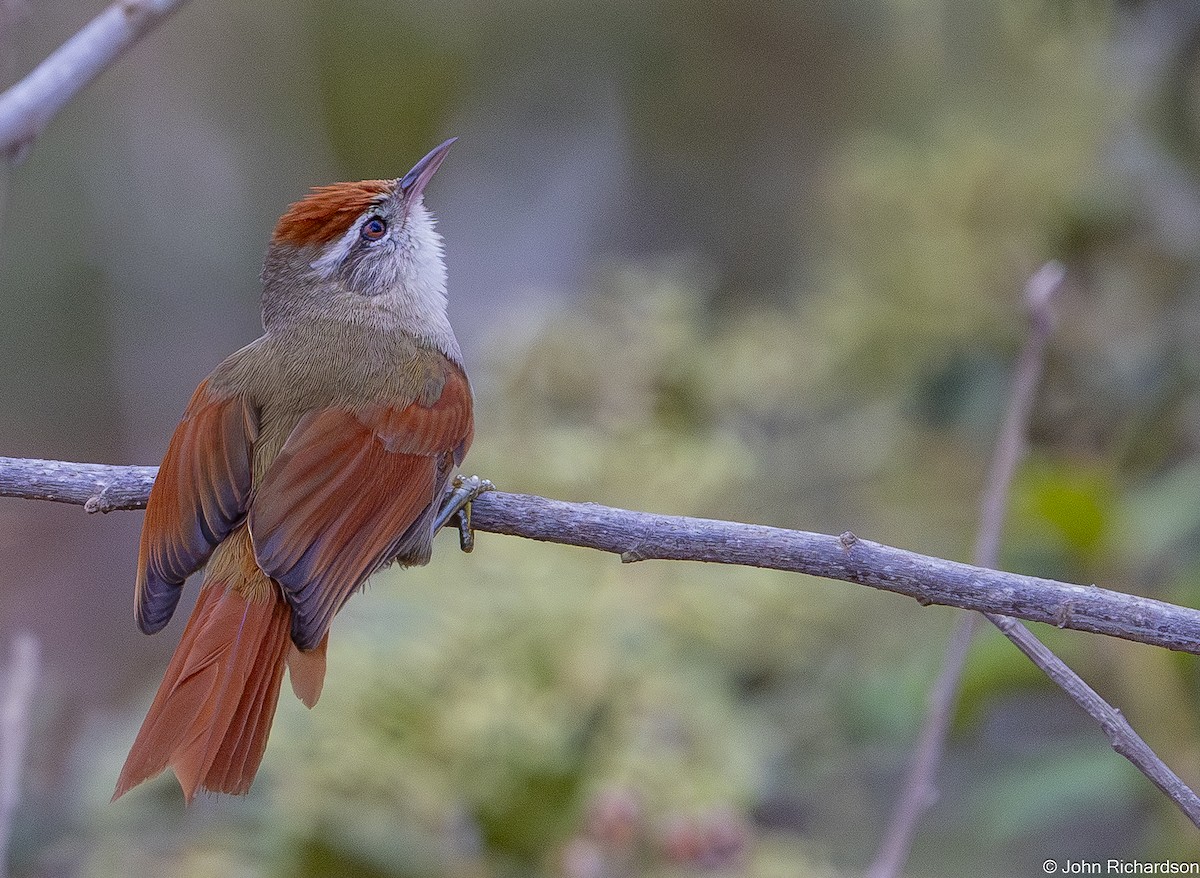 ホオスジカマドドリ - ML646823795