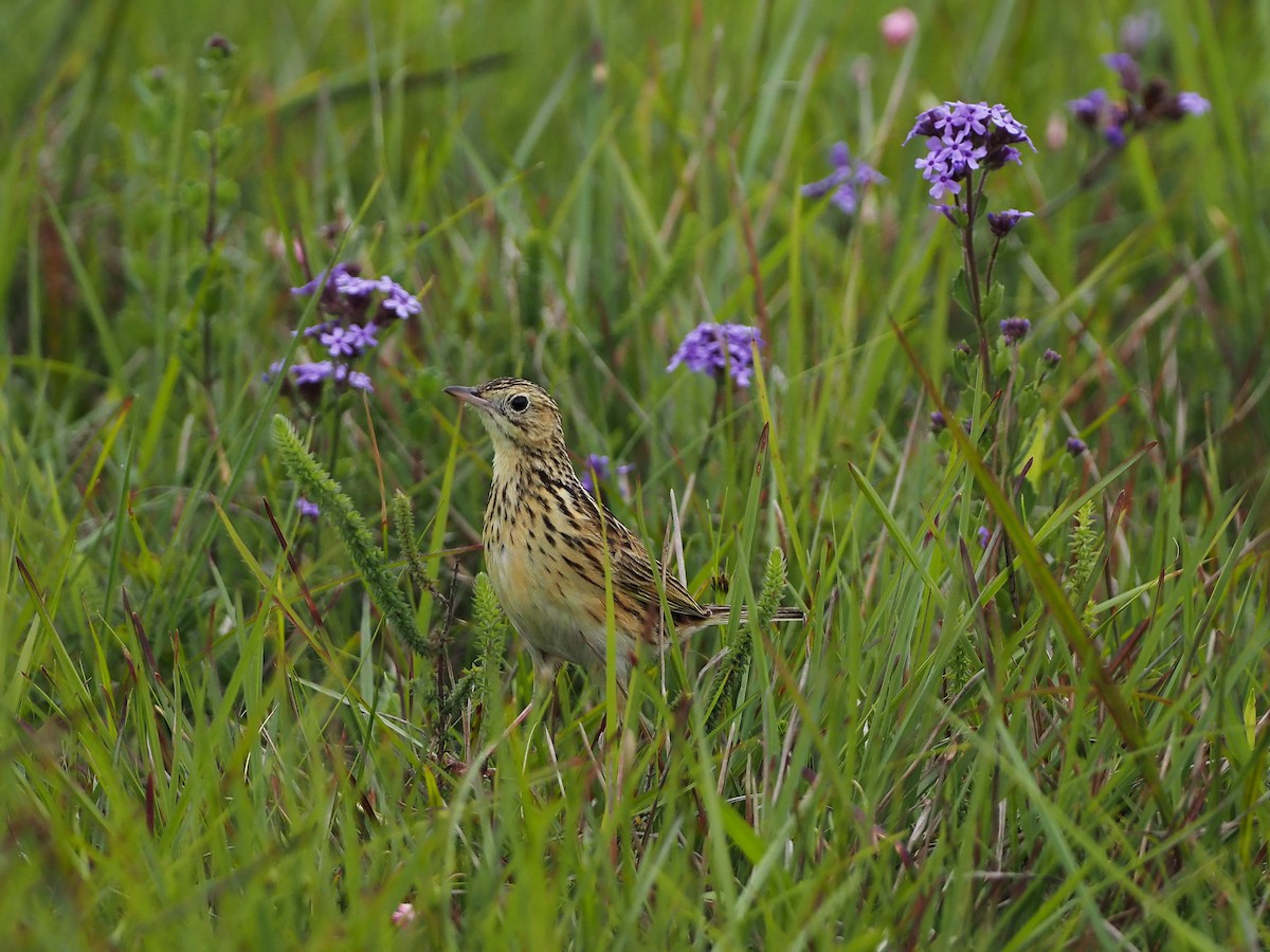 キムネタヒバリ - ML646823796