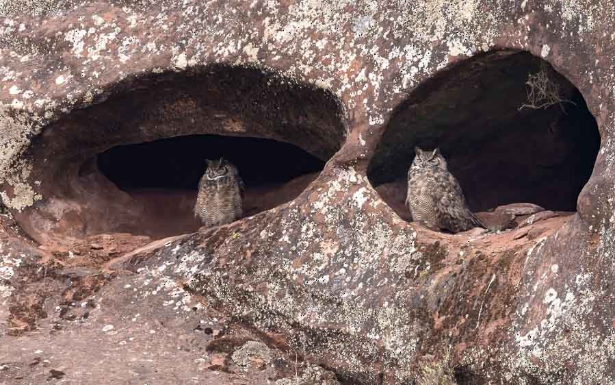 Lesser Horned Owl - ML646823797