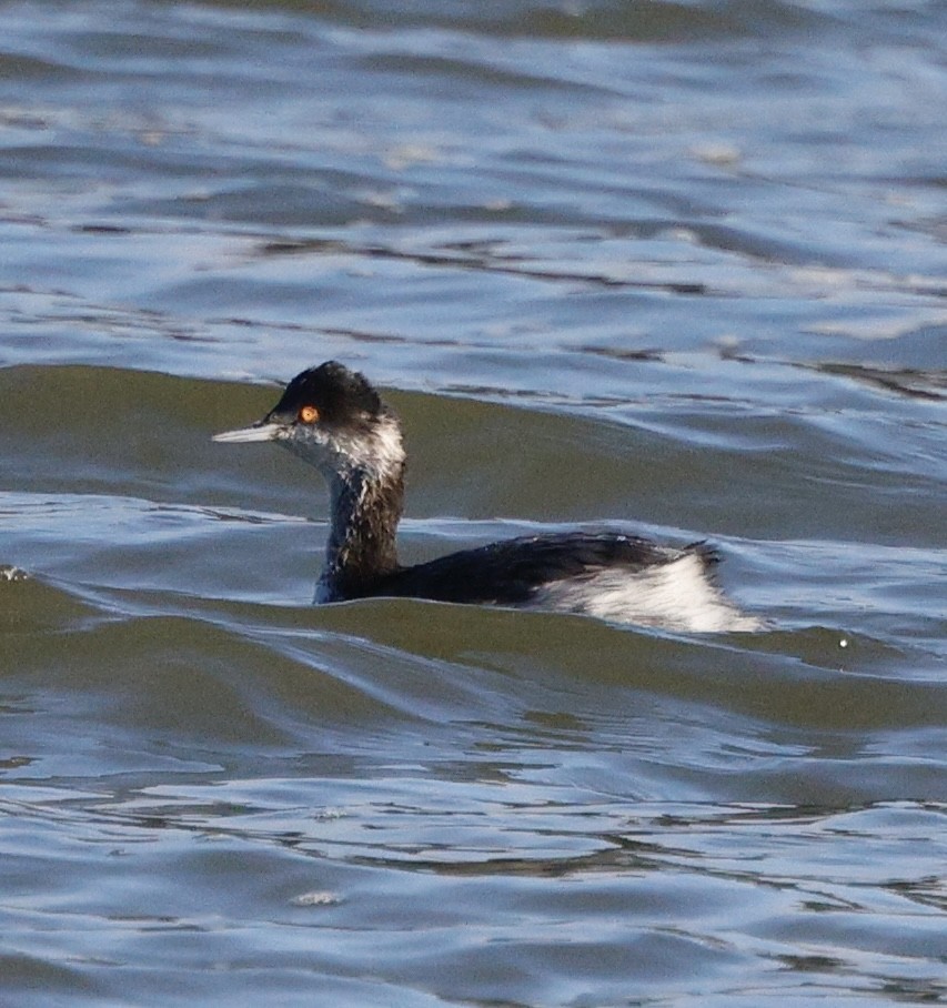 ハジロカイツブリ - ML646823798