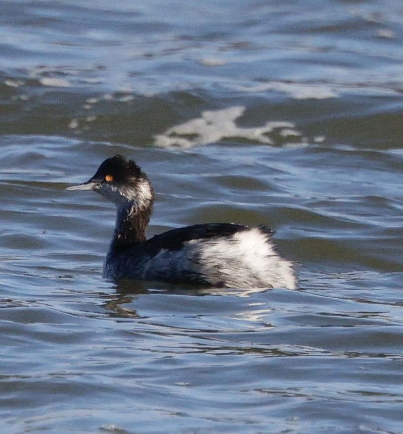 ハジロカイツブリ - ML646823799